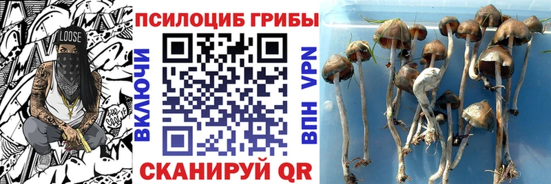 Купить где  Меленки  Галлюциногенные грибы Magic Shrooms 